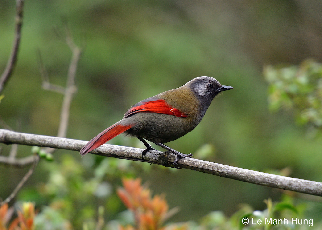 Trong ảnh là Khướu cánh đỏ, loài chim định cư hiếm gặp, chỉ ghi nhận ở hai tỉnh thuộc vùng Tây Bắc, thuộc nhóm nguy cấp (EN). Trên thế giới, loài này được ghi nhận thêm ở Trung Quốc. Khướu cánh đỏ có kích cỡ quần thể nhỏ và bị suy giảm do mất và suy thoái sinh cảnh sống cũng như bị săn bắt quá mức làm thực phẩm và làm cảnh. Ước tính kích cỡ quần thể ngoài tự nhiên còn dưới 2.500 cá thể. Các nhà khoakhoa học đề xuất thực hiện điều tra, giám sát quần thể loài, xây dựng kế hoạch hành động bảo tồn loài, bảo vệ và phục hồi sinh cảnh sống trong vùng phân bố tự nhiên của loài, đồng thời kiểm soát các hoạt động săn bắt và buôn bán trái pháp luật loài này.
