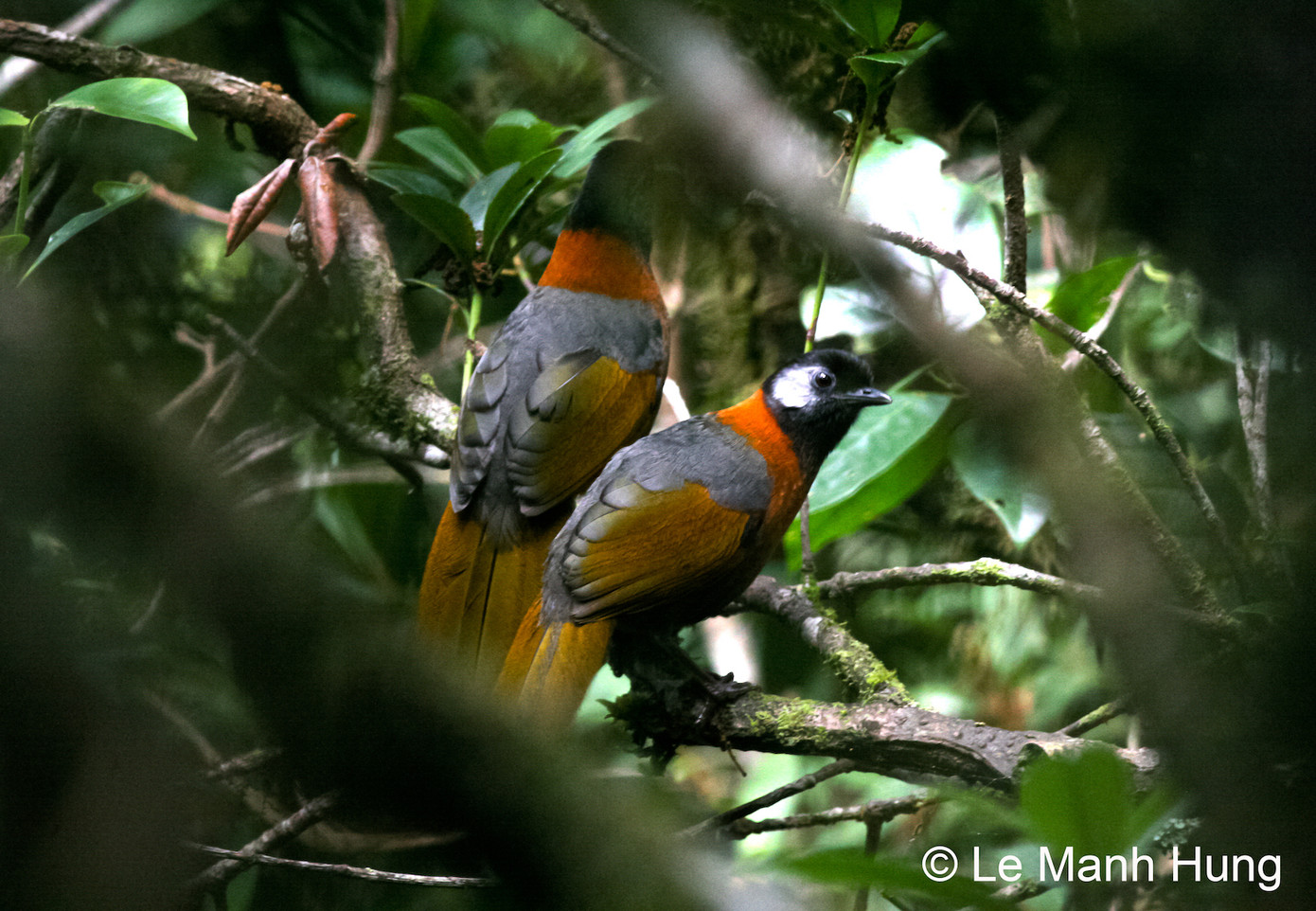 Khướu đầu đen má xám được ghi nhận ở mức nguy cấp (EN) trong Danh lục đỏ Việt Nam 2024. Đây là loài chim đặc hữu chỉ ghi nhận ở Việt Nam với phạm vi phân bố rất hẹp và phân mảnh, diện tích phạm vi phân bố ước tính <5000km2. Sinh cảnh sống của loài cũng đang bị thu hẹp và suy thoái do mất rừng và khai thác lâm sản. Đôi khi loài chim rực rỡ này còn bị săn bắt làm sinh vật cảnh. Các nhà khoa học đề xuất điều quần thể loài tại Việt Nam, bảo vệ và phục hồi sinh cảnh sống trong vùng phân bố tự nhiên của loài, kiểm soát các hoạt động săn bắt và buôn bán trái phép.