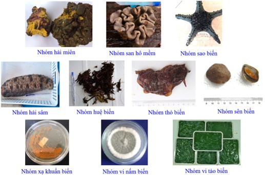 Một số loài Da gai, San hô đã nghiên cứu tại vùng biển Khánh Hoà - Bình Thuận. Ảnh: Vast.gov.vn