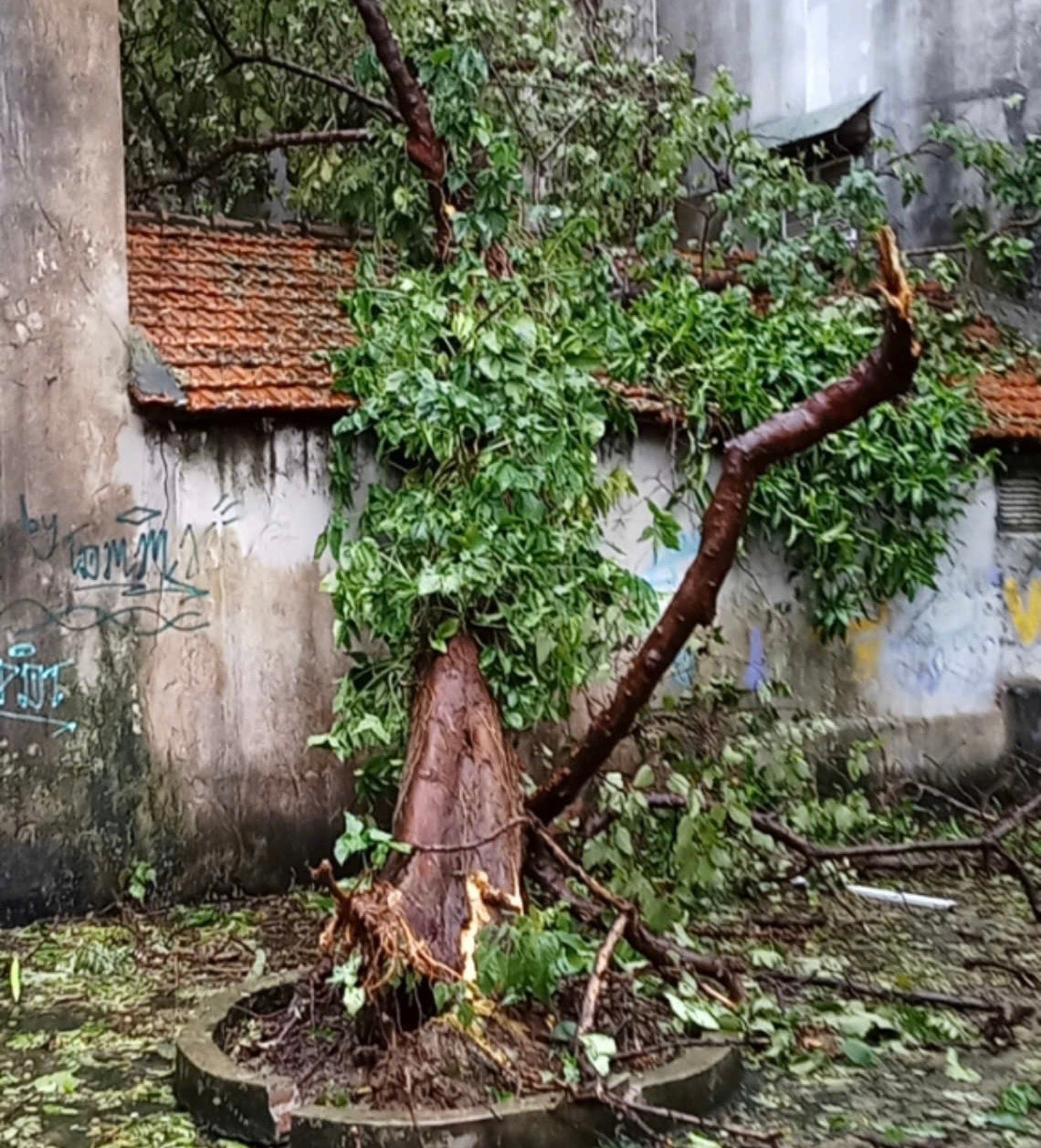 Một cây xanh của Trường THPT Việt Đức, quận Hoàn Kiếm đổ đè lên mái nhà người dân.