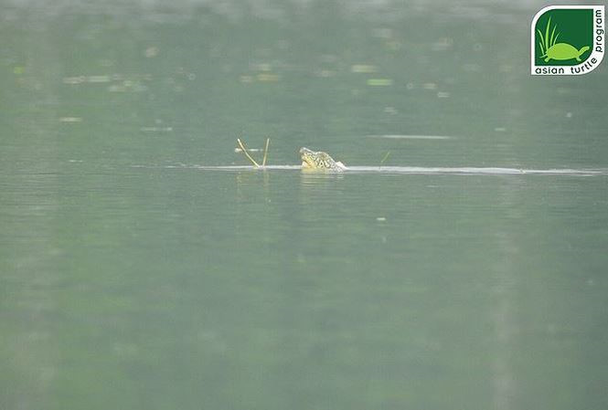 Loài rùa Hoàn Kiếm có tập tính vô cùng bí ẩn. Ảnh chụp rùa Hoàn Kiếm tại Hồ Đồng Mô. Ảnh: ATP.