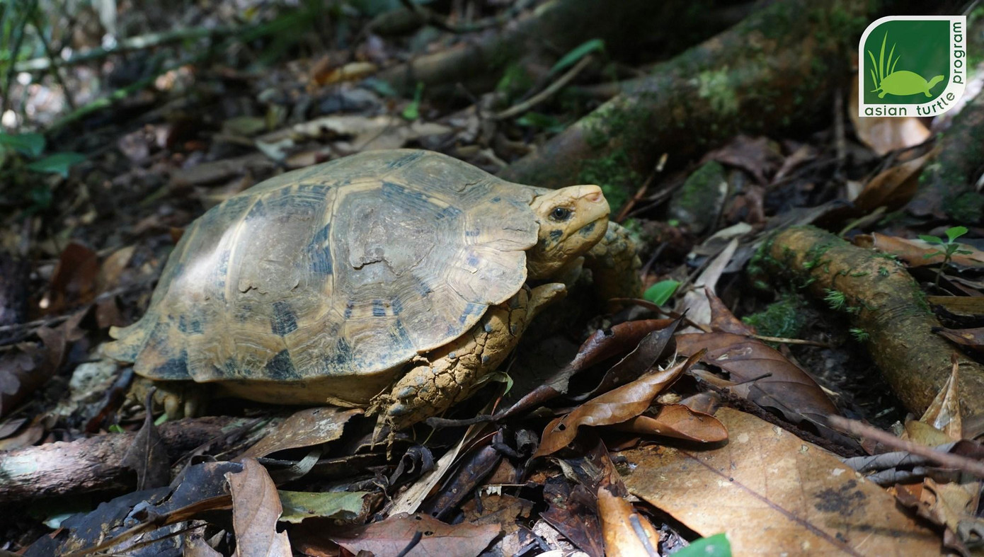 Một cá thể rùa được Chương trình Bảo tồn rùa Châu Á tái thả về tự nhiên sau thời gian cứu hộ, chăm sóc.