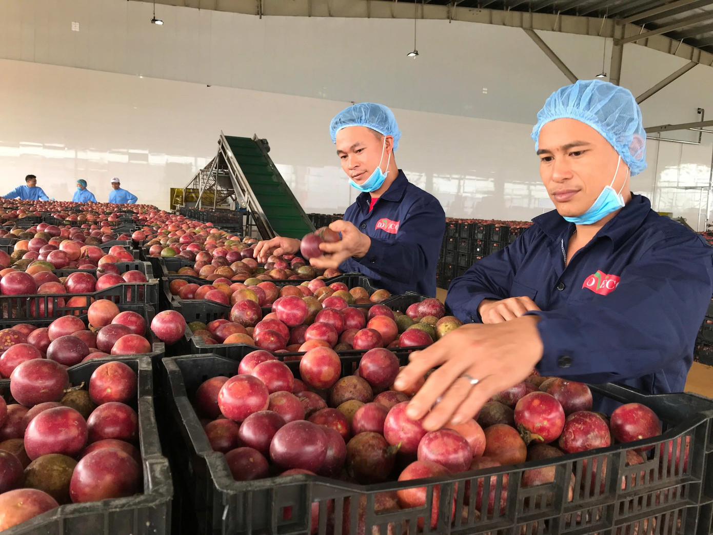 Hơn 90% nông sản xuất khẩu của Việt Nam là sản phẩm thô.