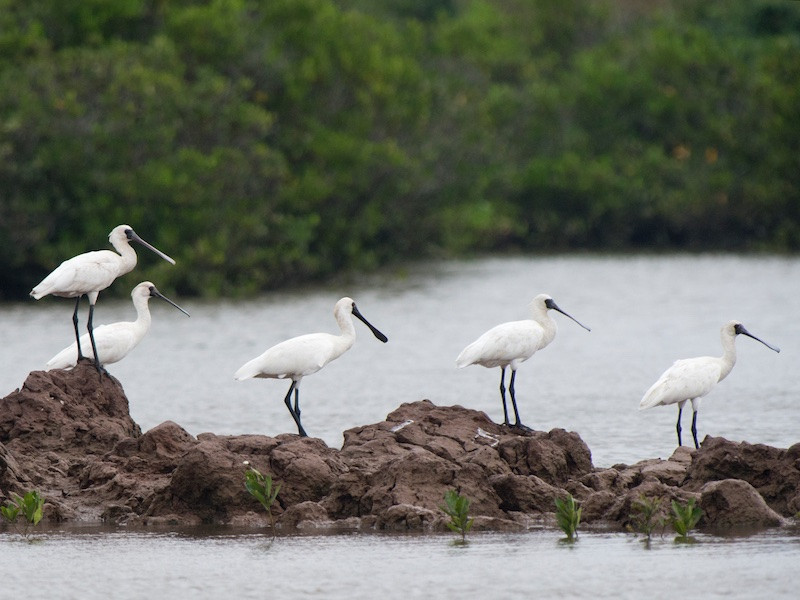 Kế hoạch nhấn mạnh việc bảo vệ các hệ sinh thái quan trọng. Trong ảnh là Cò Thìa, một loài đặc biệt quý hiếm được ghi nhận tại Khu dự trữ sinh quyển châu thổ Sông Hồng. Kế hoạch nhấn mạnh việc bảo vệ các hệ sinh thái quan trọng. Trong ảnh là Cò Thìa, một loài đặc biệt quý hiếm được ghi nhận tại Khu dự trữ sinh quyển châu thổ Sông Hồng.