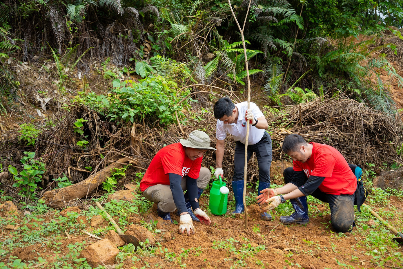 Khoảng 200 cây phong linh được các đại biểu phủ xanh hưởng ứng Ngày Môi trường Thế giới.