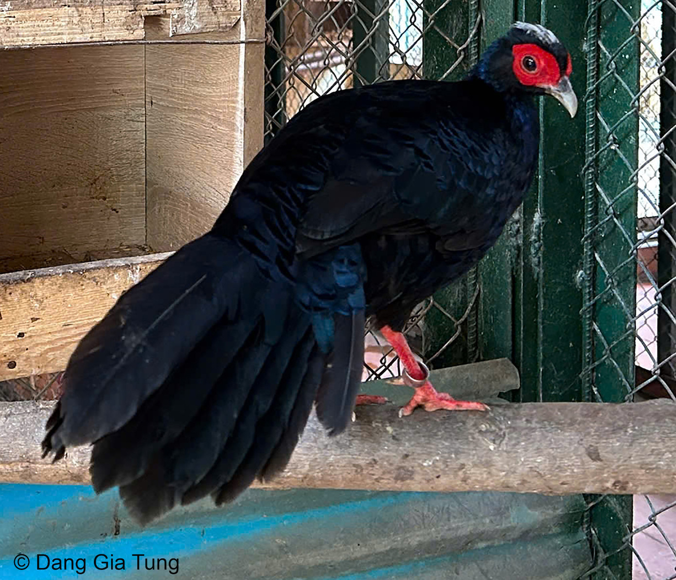 Gà lôi lam mào trắng.