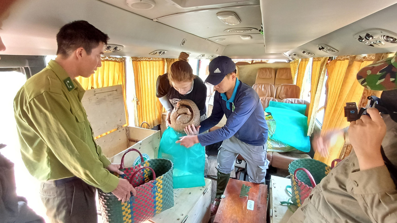 Các cán bộ bảo tồn chuẩn bị đưa tê tê tới nơi tái thả.