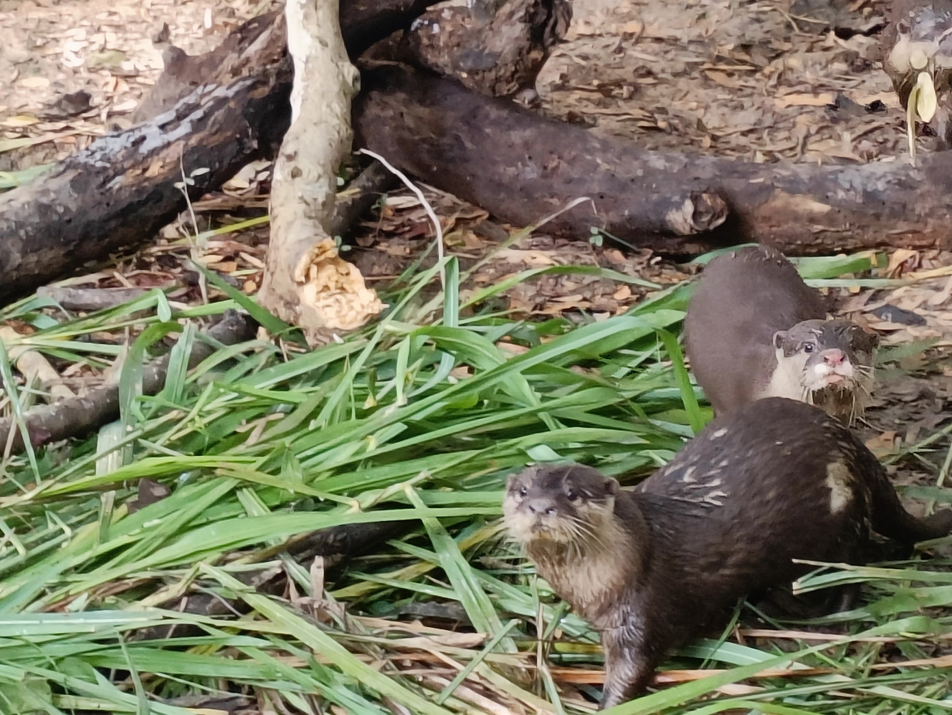 Các cá thể rái cá ở khu chuồng tái thả tạm thời nhằm thích nghi từng bước với tự nhiên.