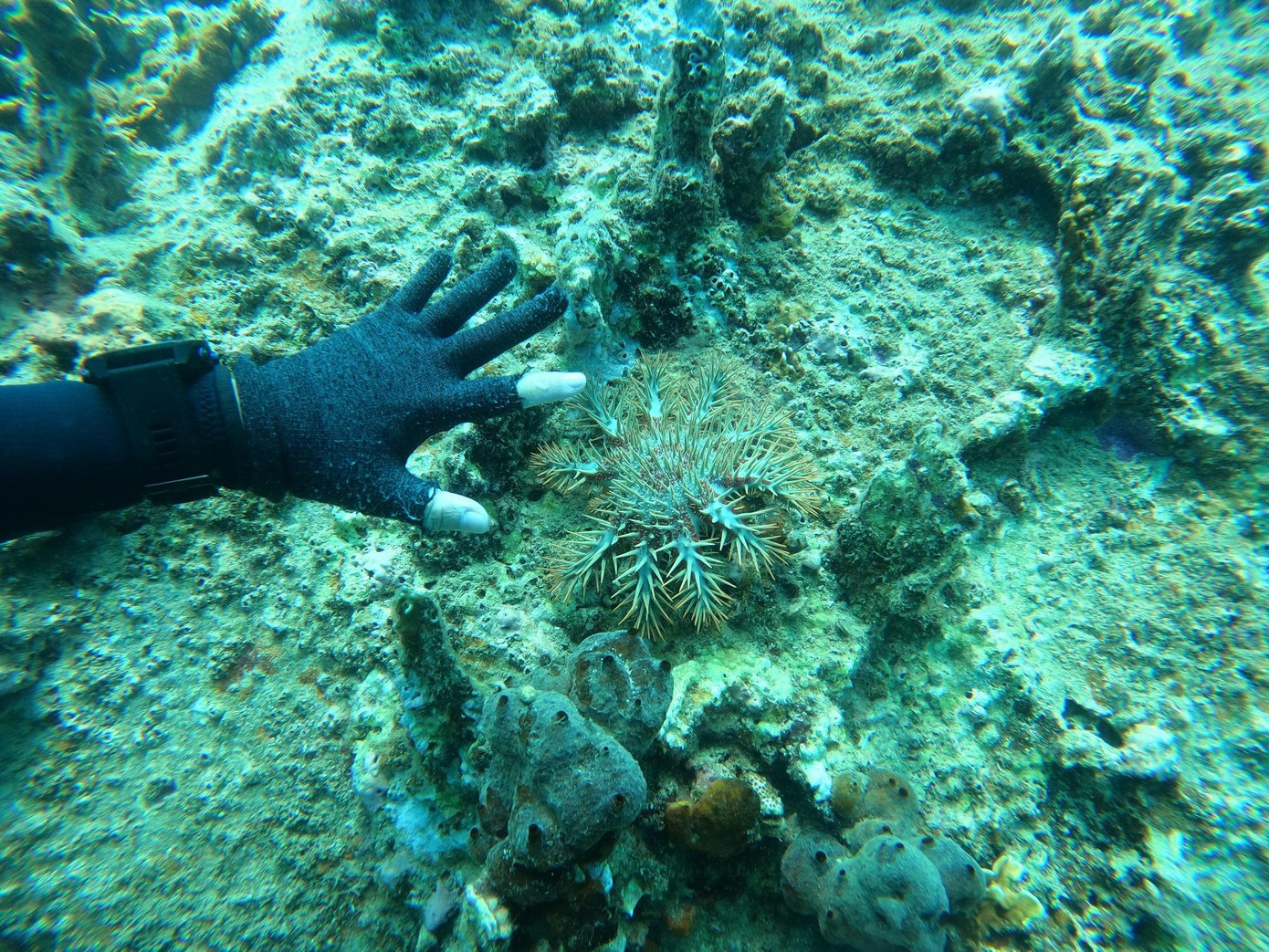 Các nhà khoa học ước tính, phải mất tối thiểu 10 năm, rạn san hô nơi đây mới có thể khôi phục, với điều kiện phải triển khai cấp bách các giải pháp bảo tồn. Ảnh: Trần Ngọc Anh.