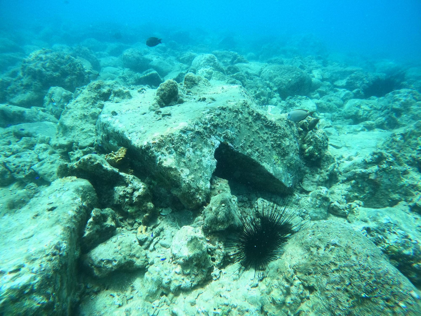 Các nhà khoa học ước tính, phải mất tối thiểu 10 năm, rạn san hô nơi đây mới có thể khôi phục, với điều kiện phải triển khai cấp bách các giải pháp bảo tồn. Ảnh: Trần Ngọc Anh.