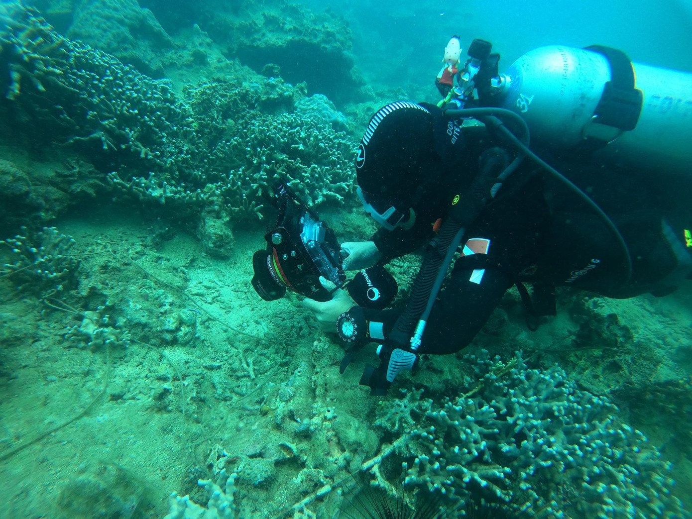 Các nhà khoa học kiến nghị cơ quan chức năng cần triển khai ngay lập tức các giải pháp bảo tồn và khôi phục hệ san hô quý hiếm ở Hòn Mun như tạm dừng các hoạt động khai thác du lịch đáy biển, bổ sung nguồn lợi thủy sản, ngăn chặn các loài địch hại của san hô... Ảnh: Trần Ngọc Anh