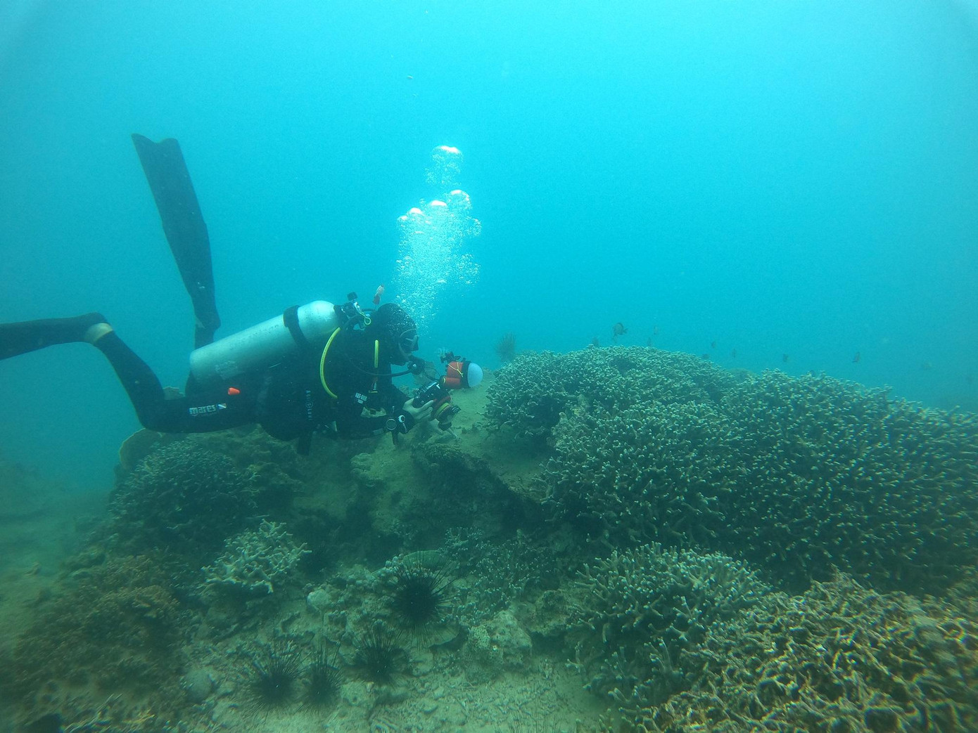 Tuy nhiên, thời gian qua, rạn san hô quý hiếm ở Hòn Mun đã trở nên tan hoang, xác xơ với mức độ suy thoái lên tới 60-90%, thể hiện qua việc giảm độ phủ san hô, sự vỡ vụn của thành tố san hô trong rạn san hô và sự suy giảm các loài quý hiếm chỉ sống ở rạn san hô. Đây là con số rất đáng báo động. Ảnh: Trần Ngọc Anh.