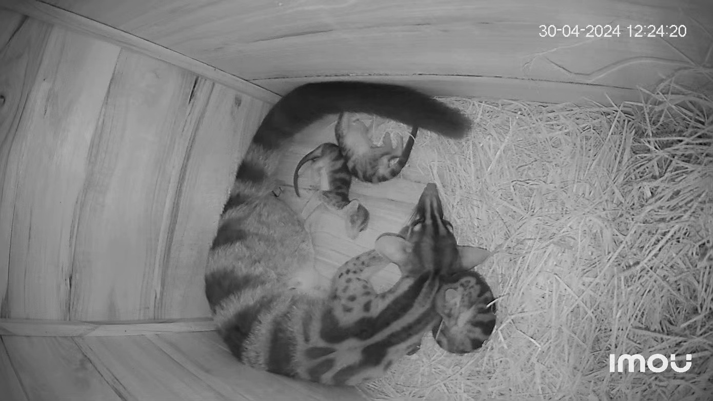 Các con non ở trong hộp ngủ cùng cầy mẹ.