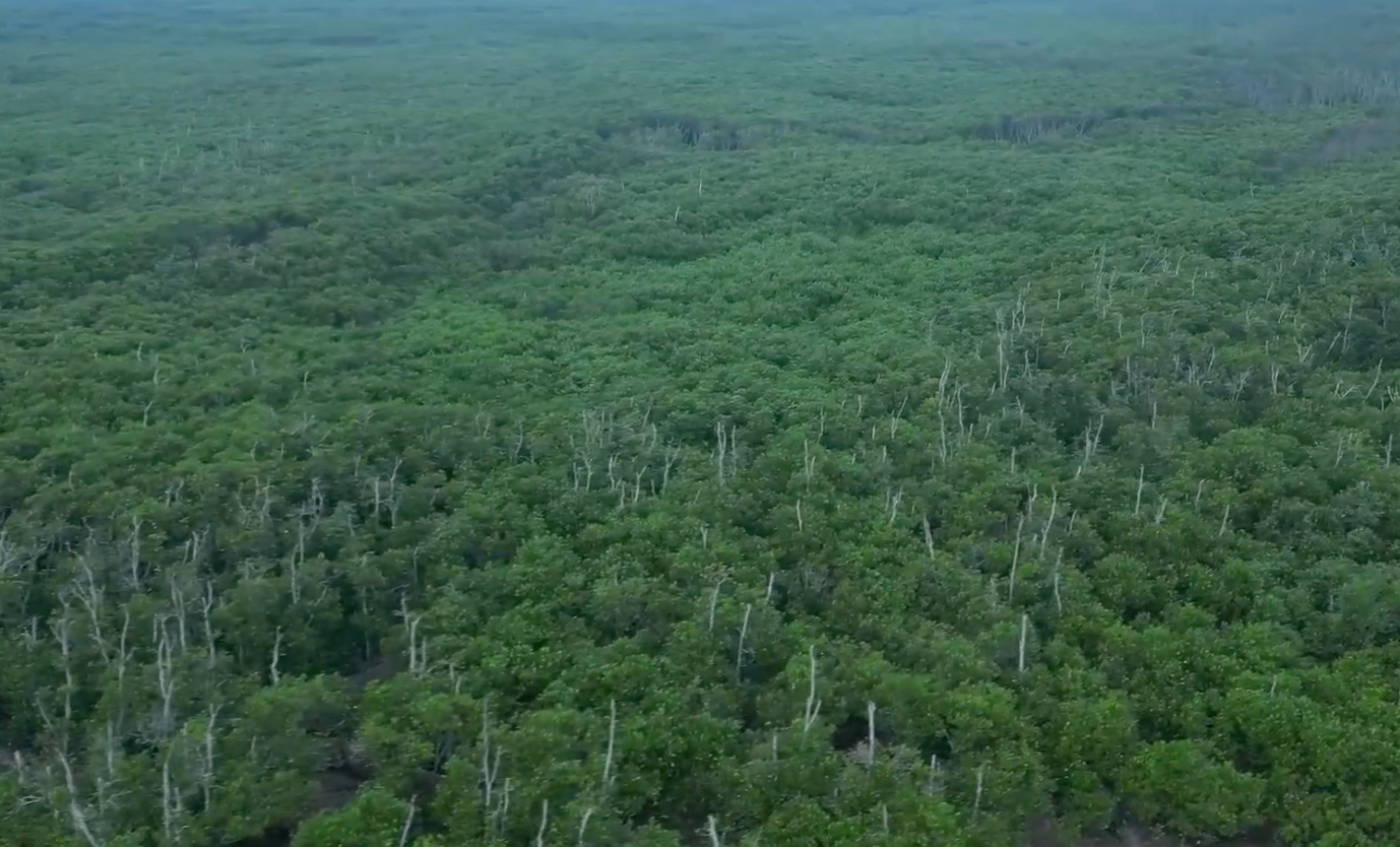 Tỉnh Nam Định đặt mục tiêu bảo vệ và phát triển rừng những năm qua và trong những năm tới. Ảnh: CH. Tỉnh Nam Định đặt mục tiêu bảo vệ và phát triển rừng những năm qua và trong những năm tới. Ảnh: CH.