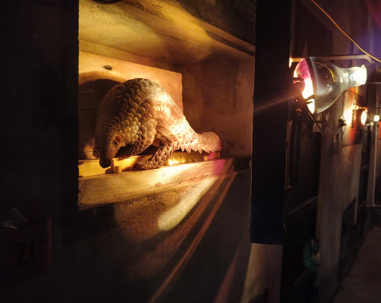 Các cá thể Tê tê được sưởi ấm trong mùa đông. Các cá thể Tê tê được sưởi ấm trong mùa đông.