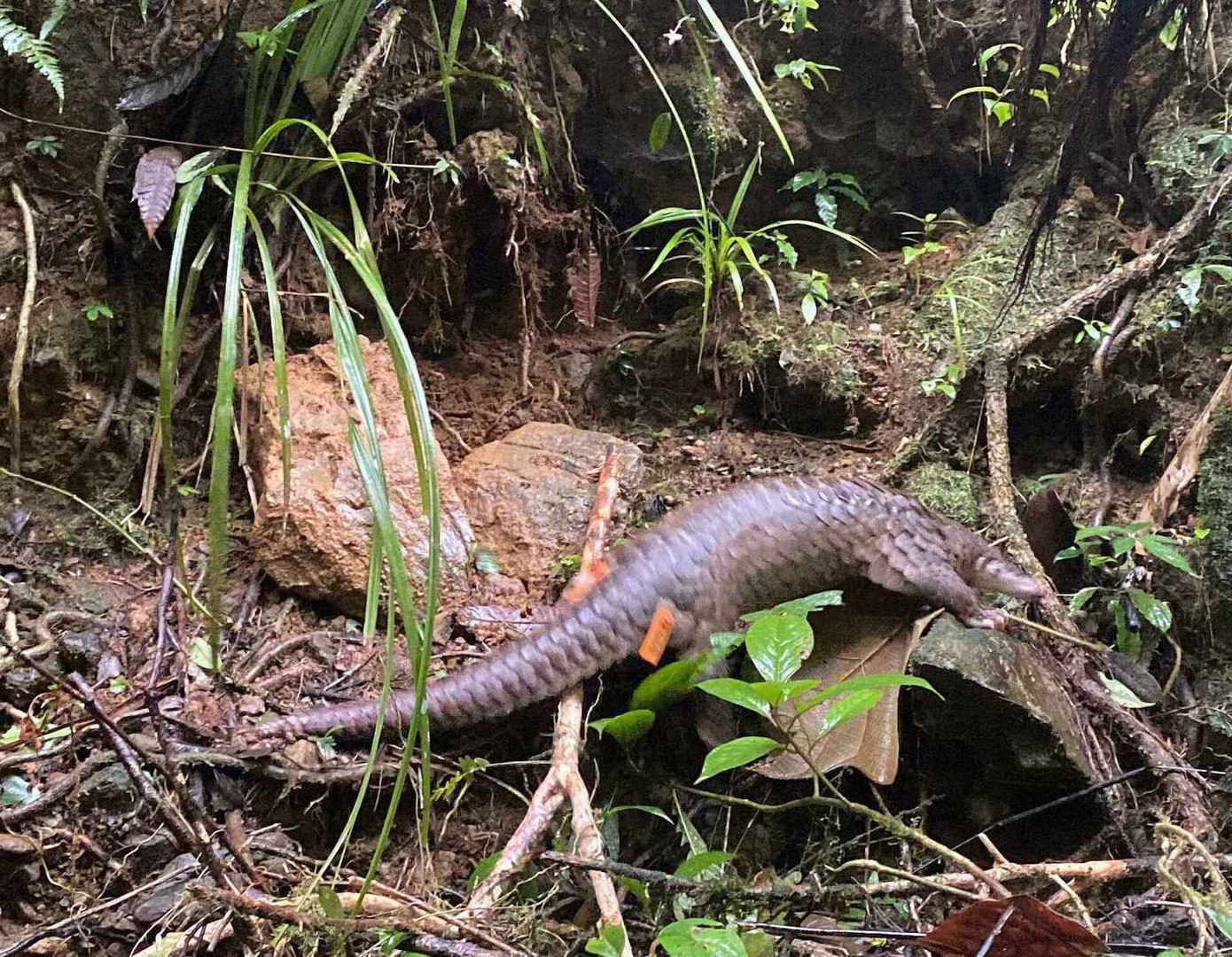 Cá thể Tê tê được tái thả ngoài tự nhiên. Cá thể Tê tê được tái thả ngoài tự nhiên.