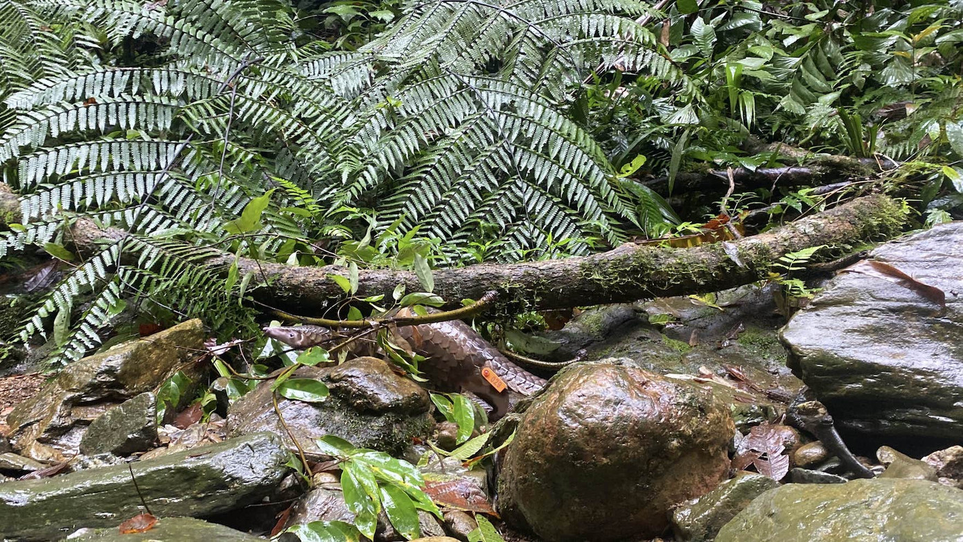 Cá thể Tê tê hoạt động trong tự nhiên sau tái thả. Cá thể Tê tê hoạt động trong tự nhiên sau tái thả.
