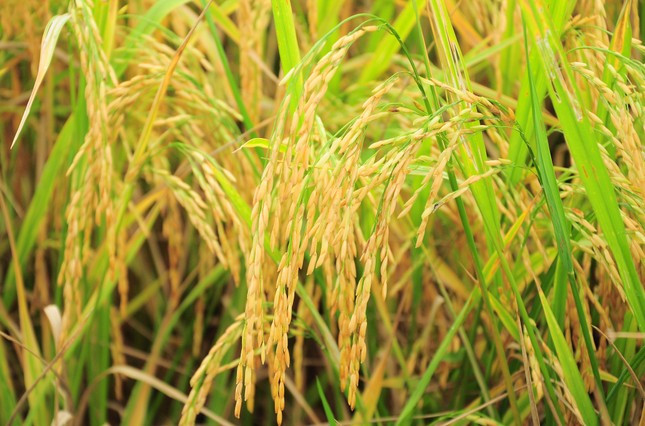 Dự án Quản lý các-bon chủ động ứng dụng trí tuệ nhân tạo và bản sao số tại Thanh Hoá sẽ góp phần thúc đẩy phát triển nông nghiệp bền vững. Ảnh minh hoạ: Cảnh Kỳ. Dự án Quản lý các-bon chủ động ứng dụng trí tuệ nhân tạo và bản sao số tại Thanh Hoá sẽ góp phần thúc đẩy phát triển nông nghiệp bền vững. Ảnh minh hoạ: Cảnh Kỳ.