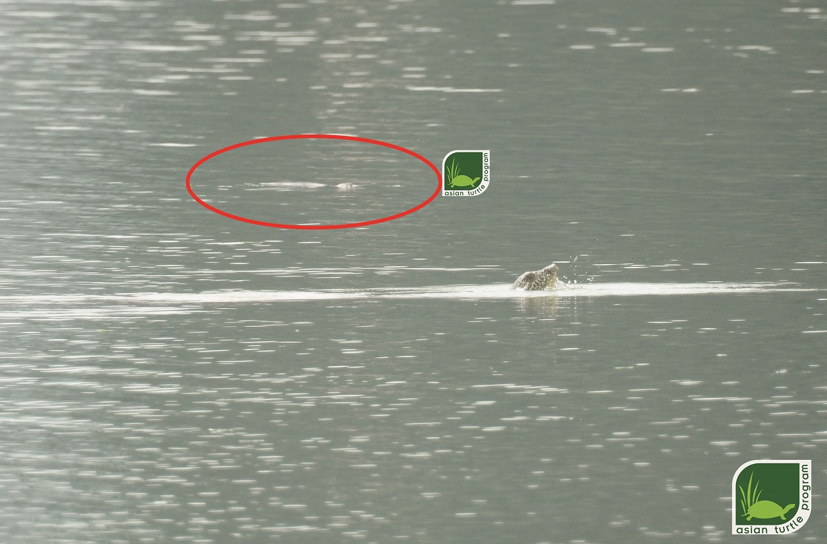 Bức ảnh chụp được hai cá thể rùa mai mềm khổng lồ trên hồ Đồng Mô ngày 20/8/2020.