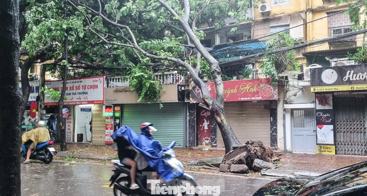Hình ảnh cây cối ở Hà Nội bật gốc trong ngày 7/9.