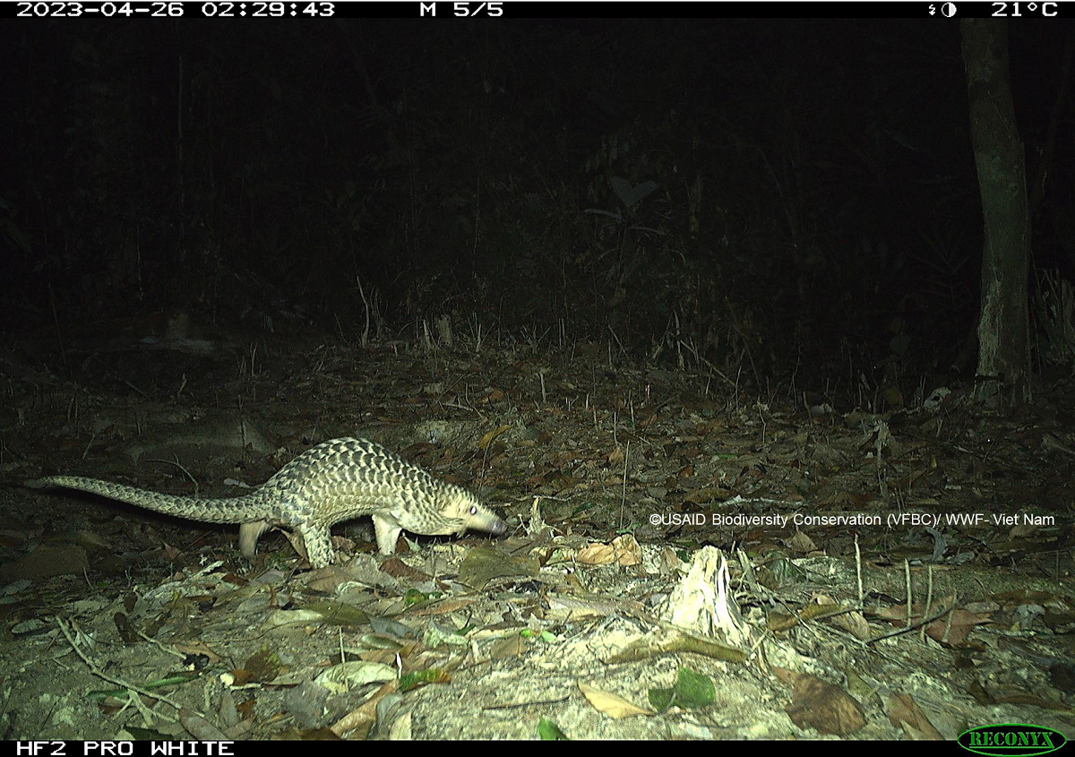 Một cá thể tê tê được ghi nhận bằng bẫy ảnh thời gian qua.