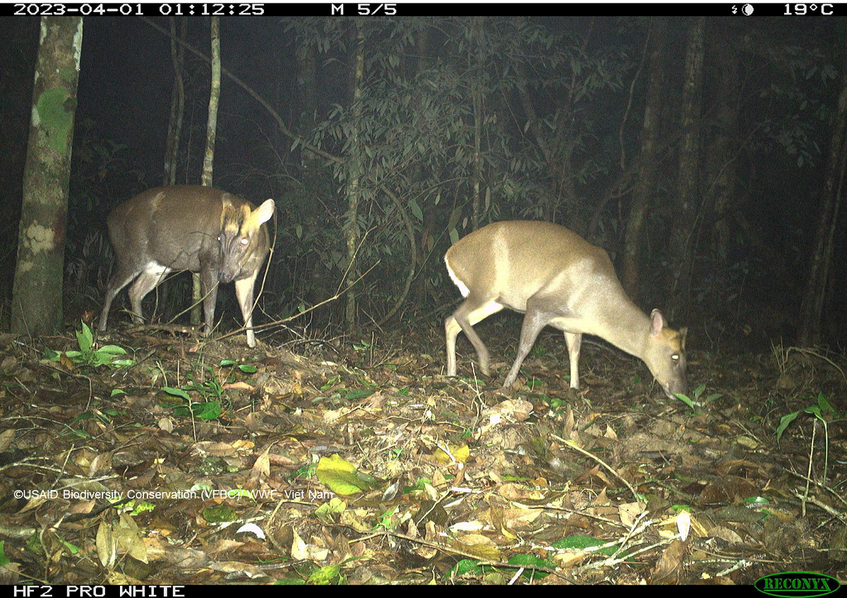 Loài mang lớn Trường Sơn được ghi nhận bằng bẫy ảnh.