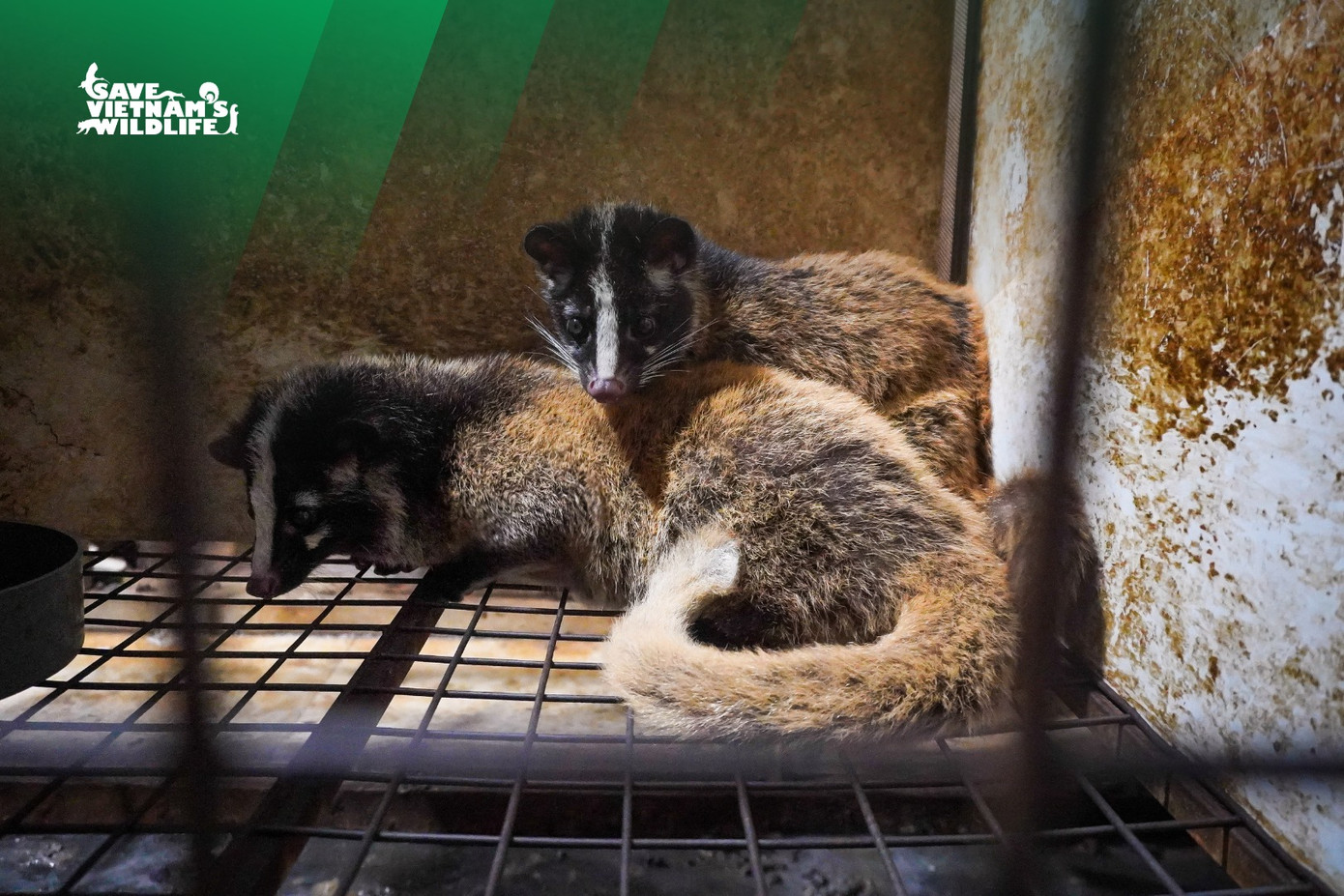 Đây là số động vật bị nuôi nhốt trái phép ở 2 trang trại tại huyện Cao Lộc, tỉnh Lạng Sơn.