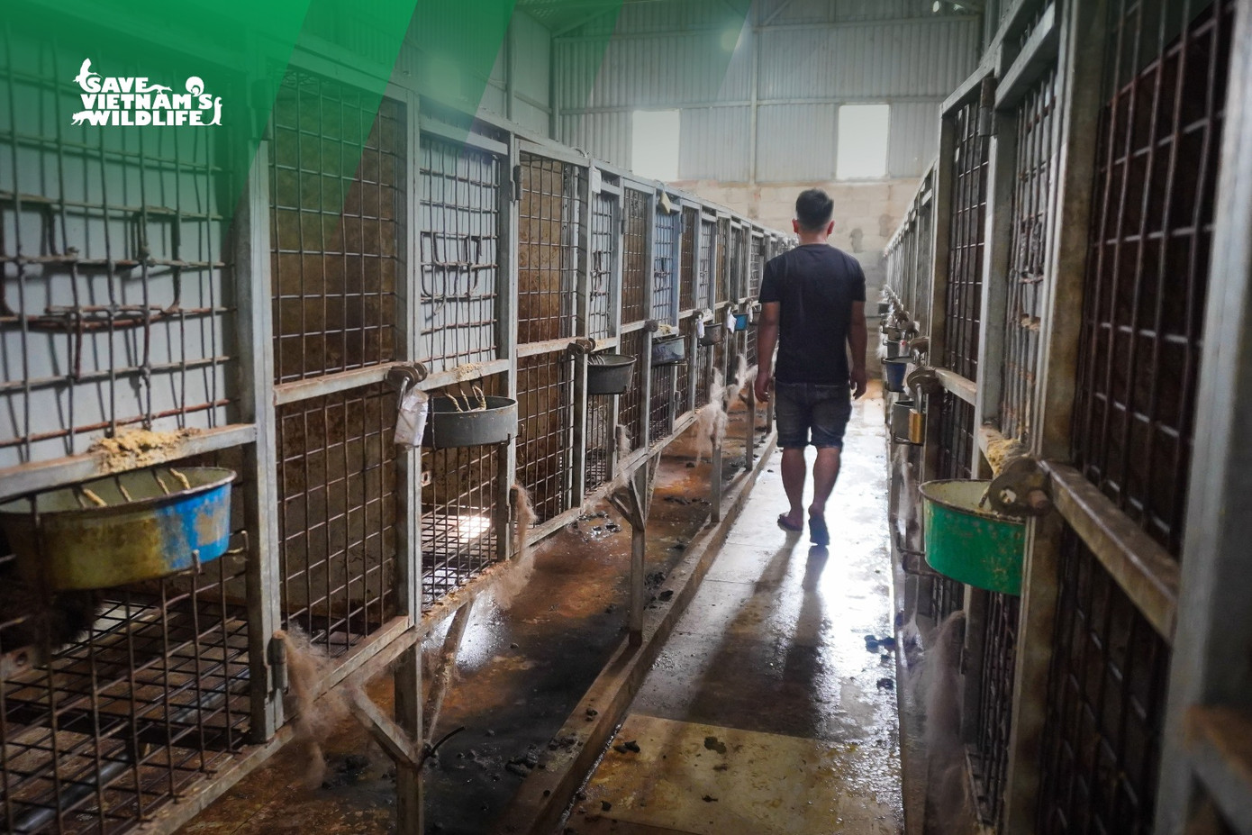 Các cá thể cầy vòi mốc được phát hiện trong điều kiện nuôi nhốt chen chúc chật hẹp, gầy yếu, bị thương do cắn nhau. Tất cả đều không có giấy tờ về nguồn gốc và được nuôi để sinh sản, cung cấp cho các nhà hàng trong nước.