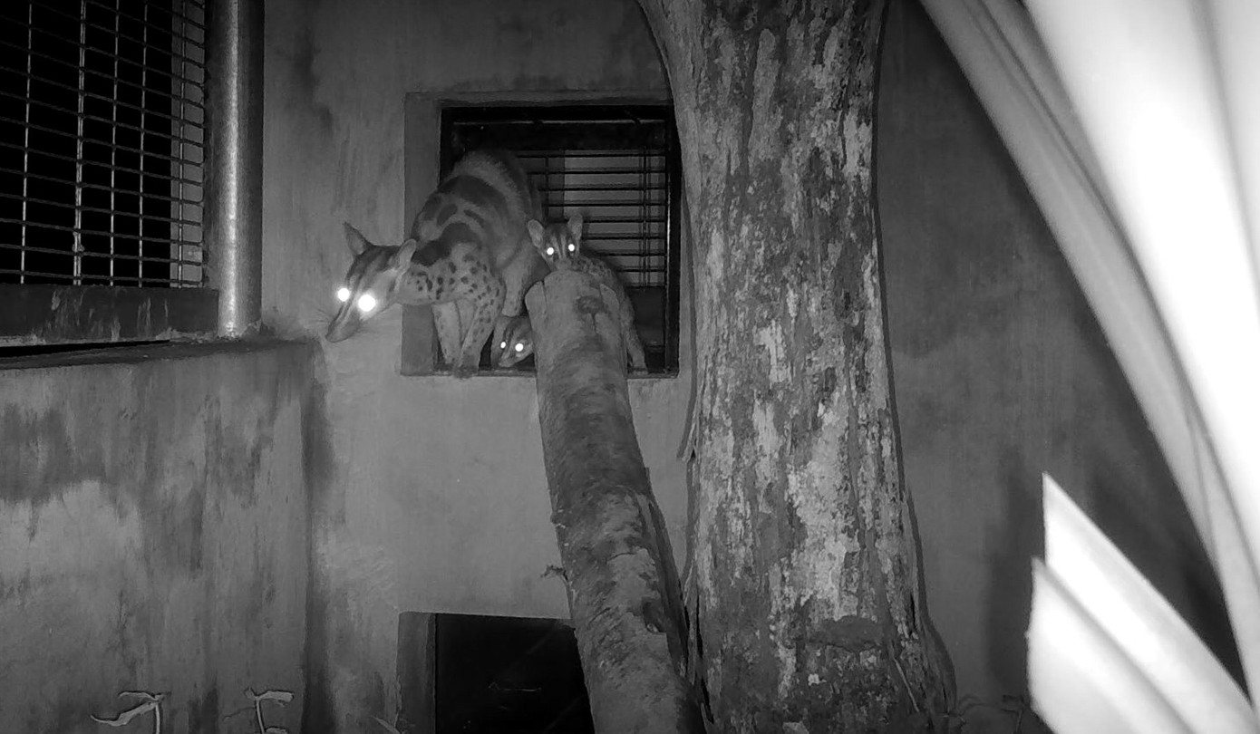 Các cá thể cầy vằn con được hơn một tháng tuổi.