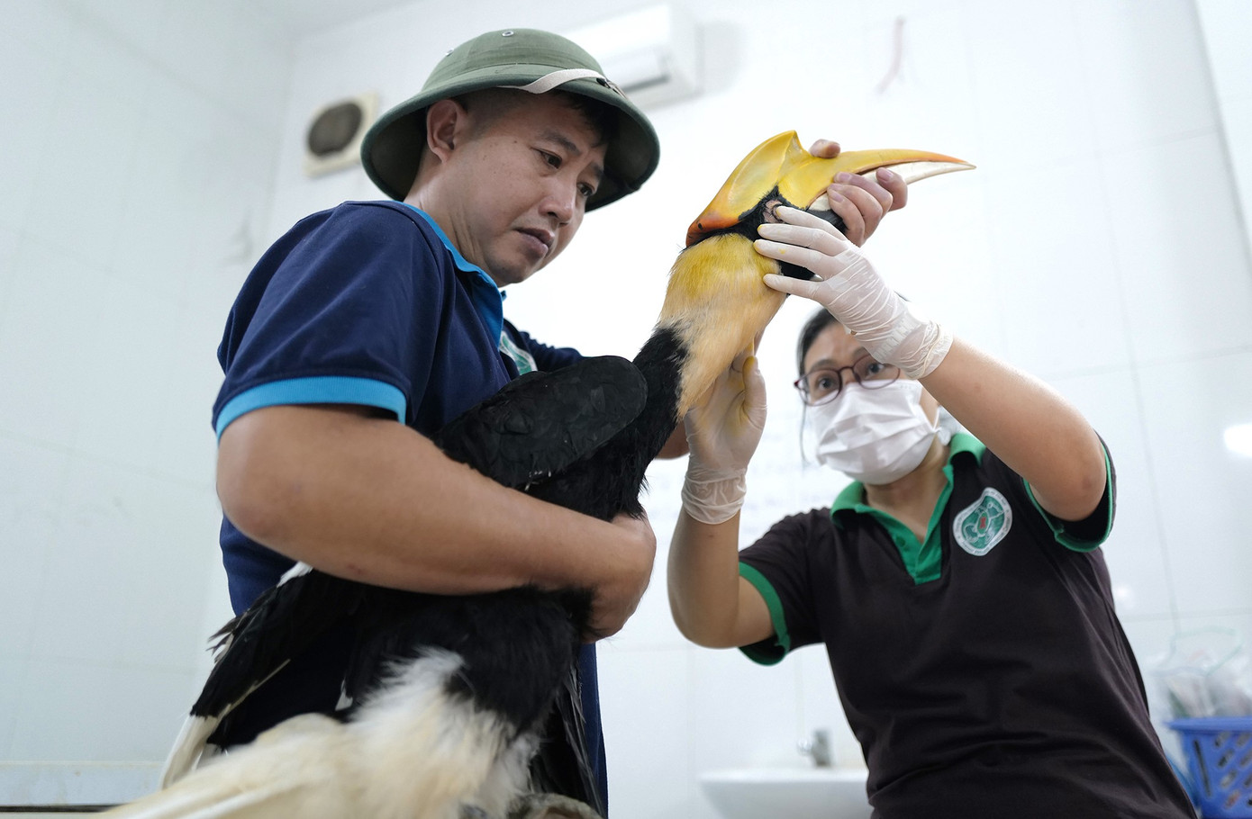 Công tác cứu hộ động vật hoang dã của tổ chức bảo tồn ở Việt Nam. Công tác cứu hộ động vật hoang dã của tổ chức bảo tồn ở Việt Nam.