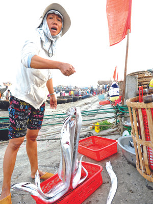 Cá hố được thu mua với giá cao ngay tại đảo Cù Lao Chàm