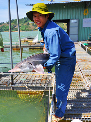 Cá tầm Nga sinh trưởng tốt tại Việt Nam . Cá tầm Nga sinh trưởng tốt tại Việt Nam