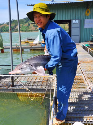 Cá tầm Nga sinh trưởng tốt tại Việt Nam 