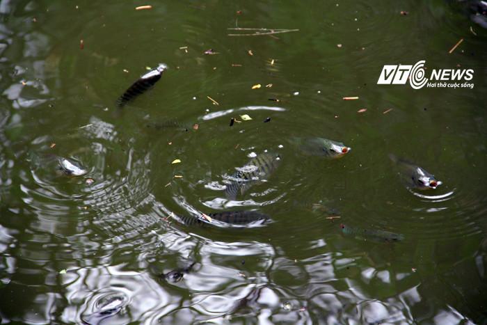 Rất nhiều cá từ ngoài vào hồ sau trận mưa lớn. Rất nhiều cá từ ngoài vào hồ sau trận mưa lớn