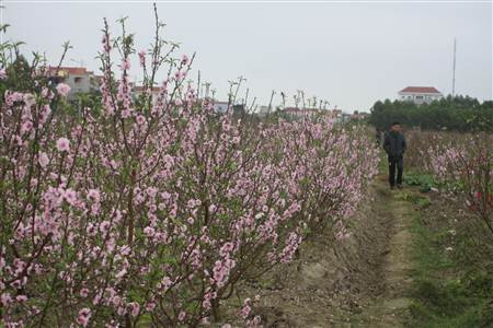 Đào nở rộ, người dân đứt ruột “phá”… vườn trước Tết ảnh 3