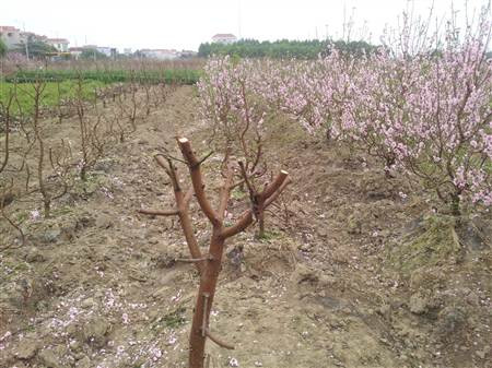 Đào nở rộ, người dân đứt ruột “phá”… vườn trước Tết ảnh 6