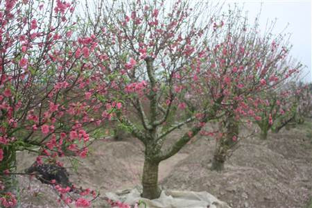 Đào nở rộ, người dân đứt ruột “phá”… vườn trước Tết ảnh 1