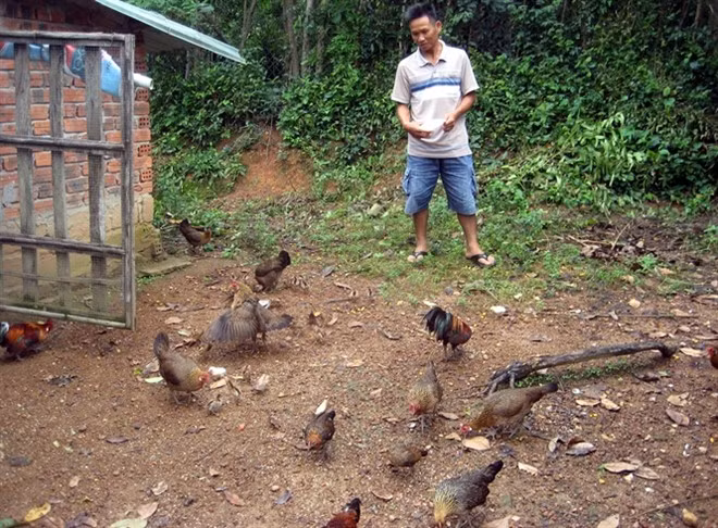 Làm giàu từ 7 quả trứng gà rừng ảnh 1