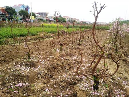 Đào nở rộ, người dân đứt ruột “phá”… vườn trước Tết ảnh 5