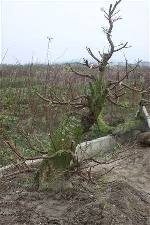 Đào nở rộ, người dân đứt ruột “phá”… vườn trước Tết ảnh 8