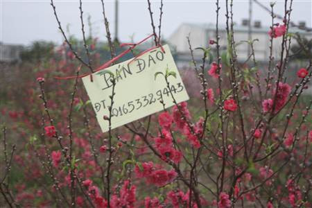 Đào nở rộ, người dân đứt ruột “phá”… vườn trước Tết ảnh 4