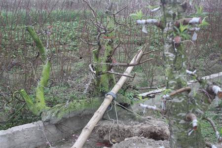 Đào nở rộ, người dân đứt ruột “phá”… vườn trước Tết ảnh 9