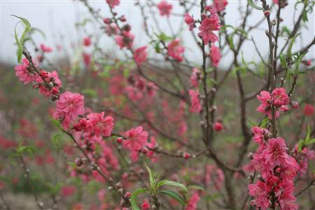 Đào nở rộ, người dân đứt ruột “phá”… vườn trước Tết ảnh 2