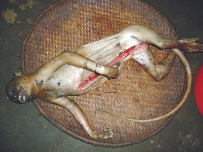 Một chú khỉ không chịu nổi rét vừa được giết mổ để cho vào tủ lạnh