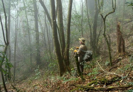 Ông Lâm phải trồng thuốc quý ở những nơi hiểm trở, bí mật để bảo tồn giống, có thuốc chữa bệnh 
