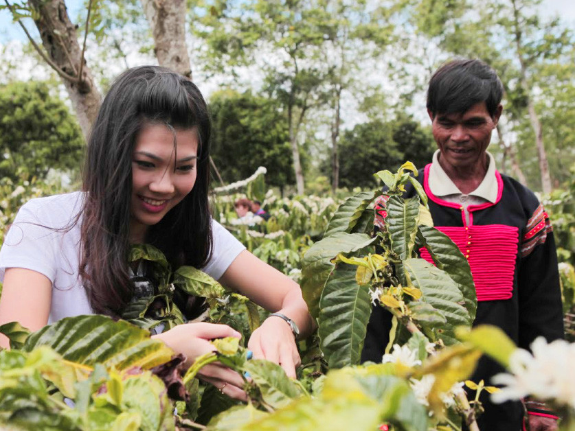 Thí sinh Nữ hoàng cà phê tập tỉa cành. Thí sinh Nữ hoàng cà phê tập tỉa cành