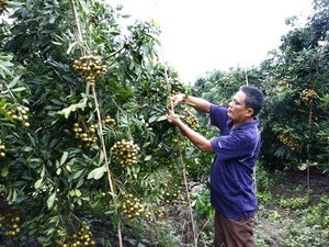 Thu hoạch nhãn chính vụ ở huyện Tiên Lữ