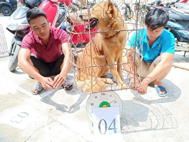 Chi tiết phương thức hoạt động của băng nhóm trộm chó quy mô lớn ở Thanh Hóa ảnh 2