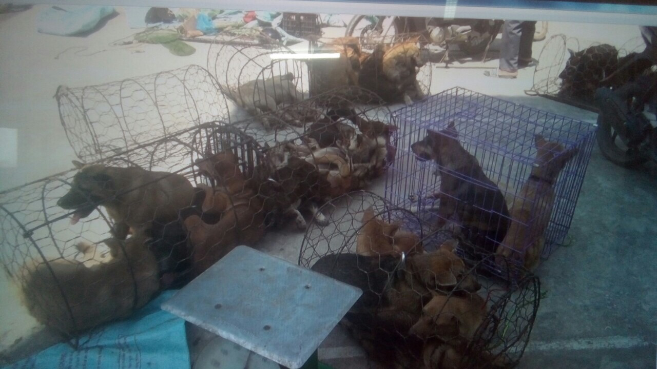 Chi tiết phương thức hoạt động của băng nhóm trộm chó quy mô lớn ở Thanh Hóa ảnh 1