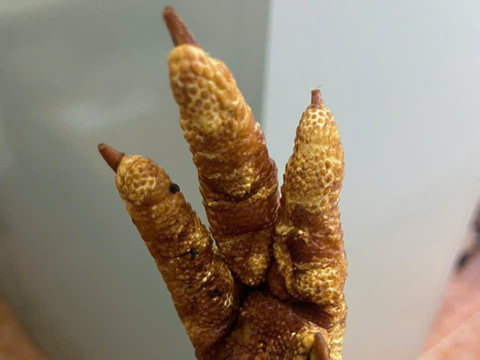 Chân gà được chiên sẵn, đóng trong các bao tải. Chân gà được chiên sẵn, đóng trong các bao tải.